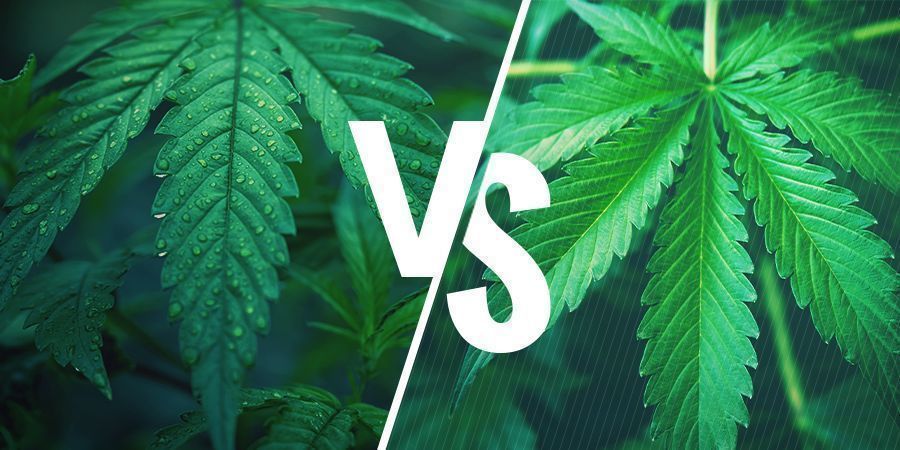 Indica Vs. Sativa – Die Wahl Der Richtigen Sorte Für Deine Cannabisesswaren