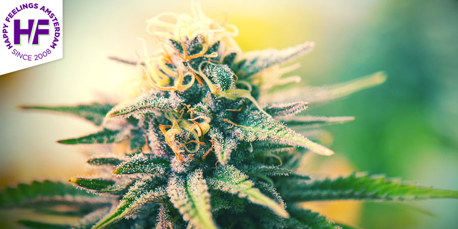 Coffeeshop Happy Feelings - Beste Hybrid-Cannabis Amsterdam
