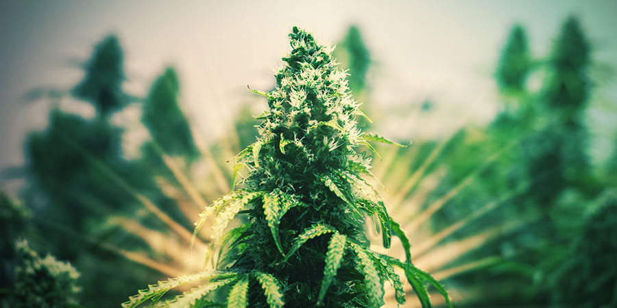 Die Kraft Der Hybridbl&uuml;ten