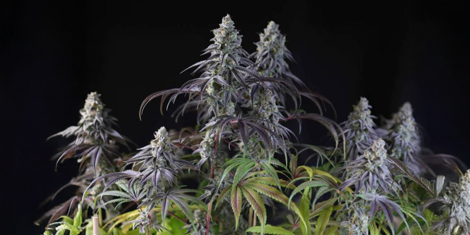 Die besten winterharten Sorten Die besten winterharten Sorten