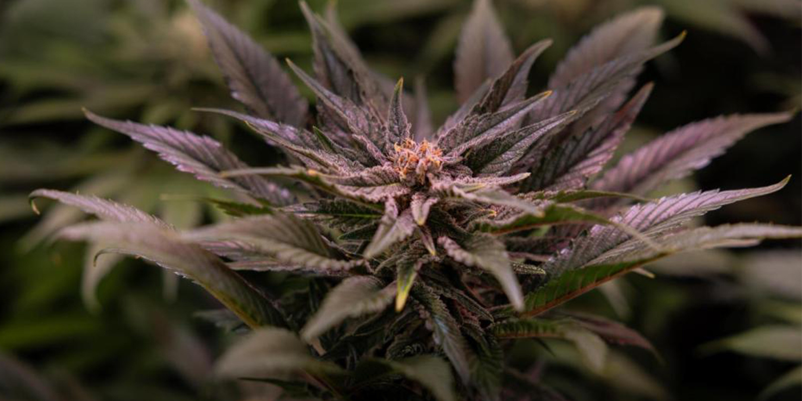 Mindesttemperaturen für Cannabis Mindesttemperaturen für Cannabis