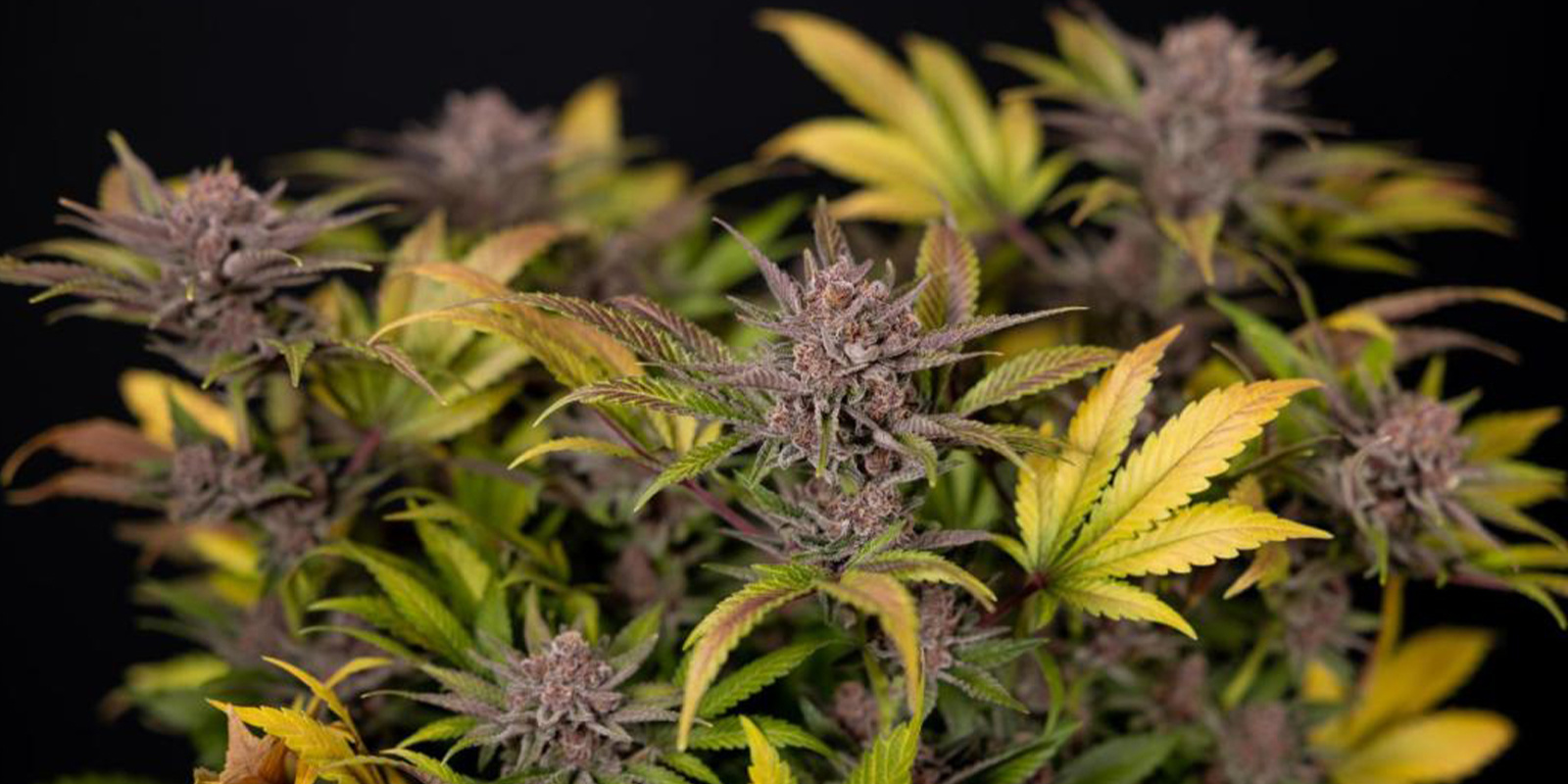 Tipps für den Winteranbau Tipps für den Winteranbau