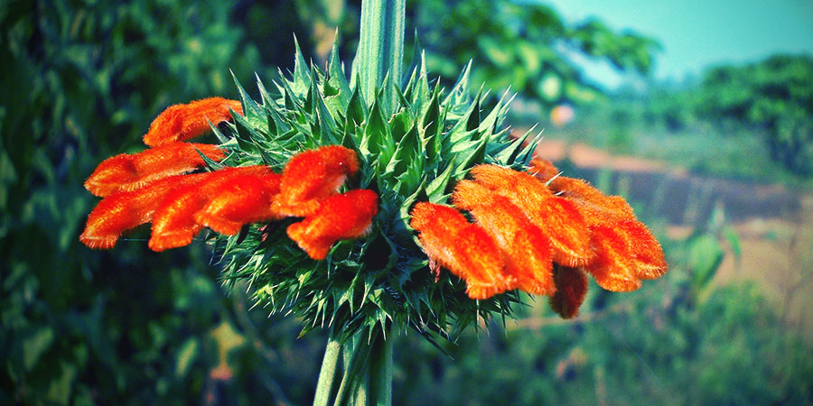 Afrikanisches Löwenohr Blume