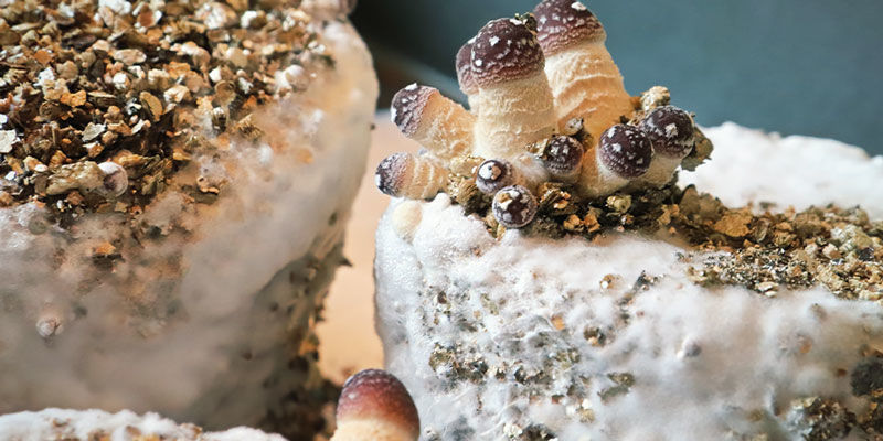 Methode 2: PF-Tek Methode 2: PF-Tek