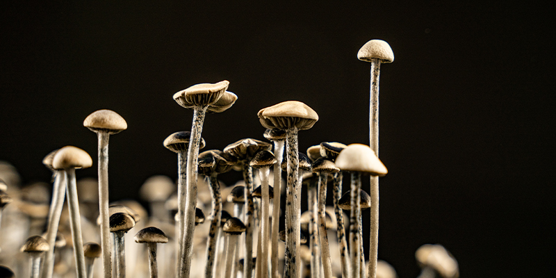 Magic Mushrooms zu Hause anbauen Magic Mushrooms zu Hause anbauen