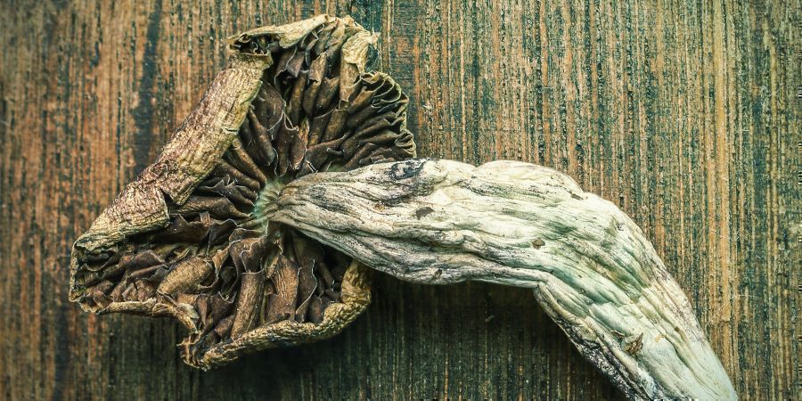 Beeinflusst Die Blaufärbung Die Potenz Von Zauberpilzen? BEEINFLUSST DIE BLAUFÄRBUNG DIE POTENZ VON ZAUBERPILZEN?