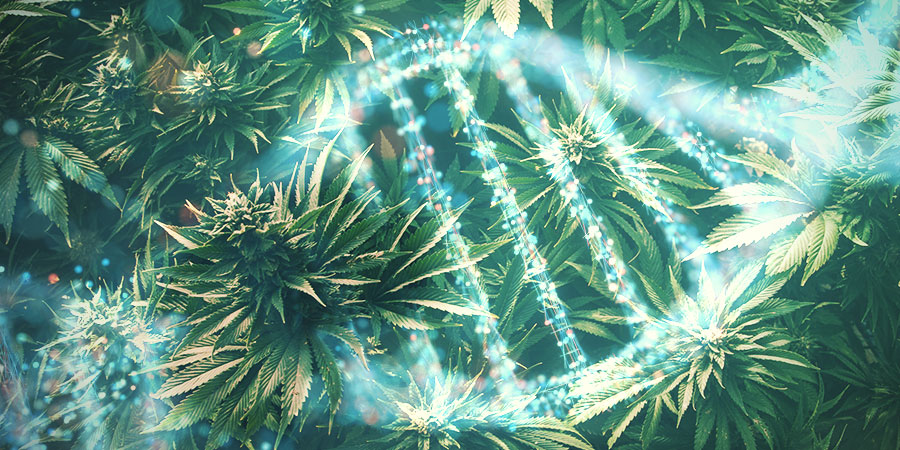 Alles Beginnt Mit Der Genetik Alles Beginnt Mit Der Genetik