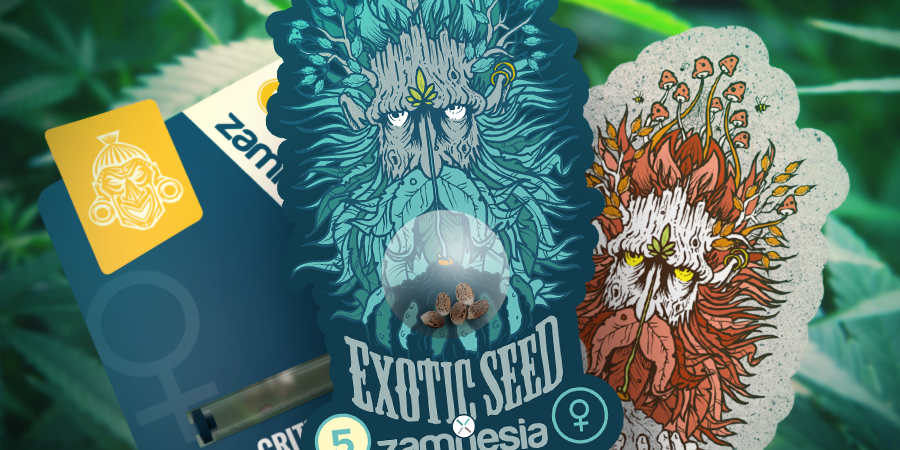 ZAMNESIA UND EXOTIC SEED: EINE POTENTE KOLLABORATION