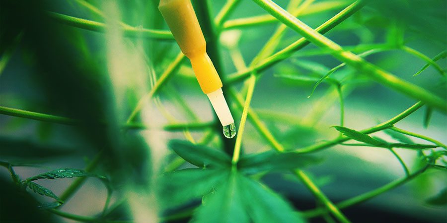 Wie Sieht Ein Cannabis-Bewässerungssystem Aus? WIE SIEHT EIN CANNABIS-BEWÄSSERUNGSSYSTEM AUS?