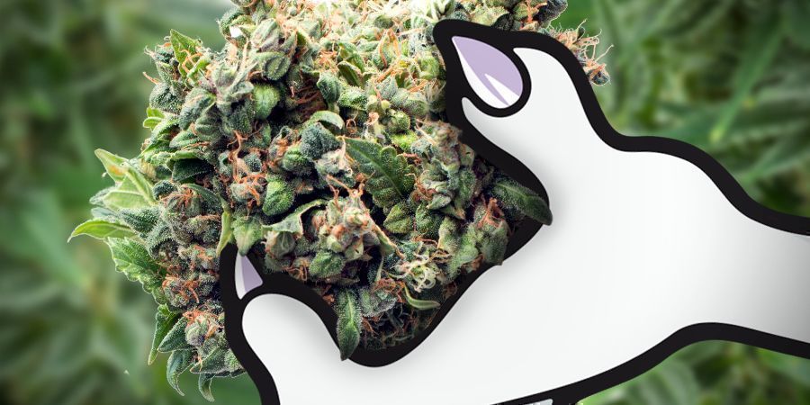 Die Effekte Von White Monster Automatic DIE EFFEKTE VON WHITE MONSTER AUTOMATIC