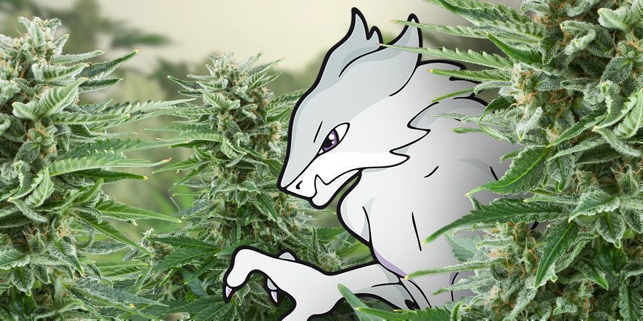 Lerne Die White Monster Automatic Kennen! LERNE DIE WHITE MONSTER AUTOMATIC KENNEN!