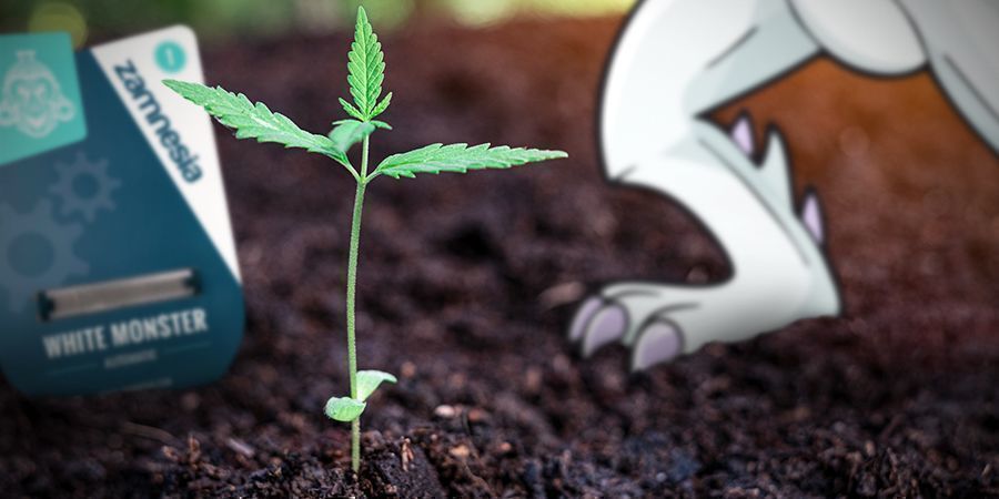 Der Anbau Von White Monster Automatic DER ANBAU VON WHITE MONSTER AUTOMATIC