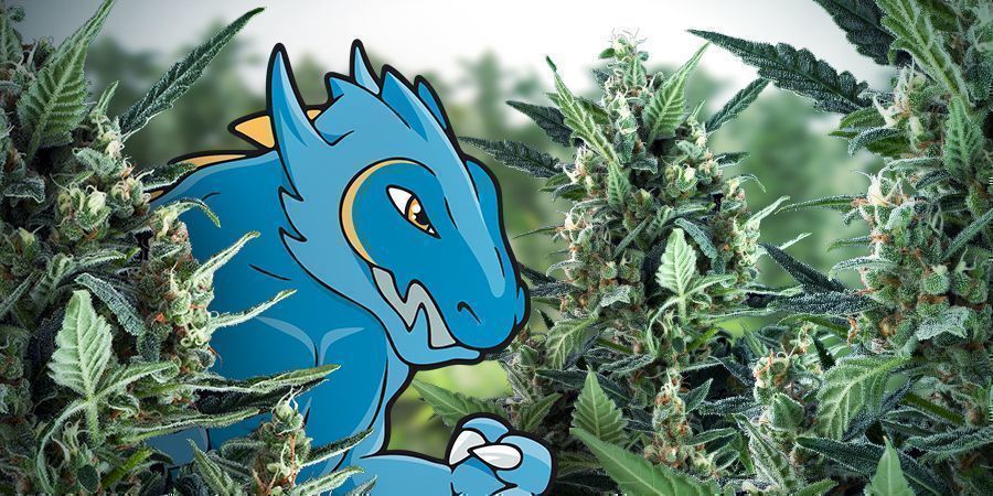 Dürfen Wir Vorstellen? Blue Monster Automatic! DÜRFEN WIR VORSTELLEN? BLUE MONSTER AUTOMATIC!