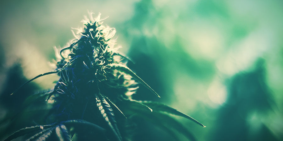 Die Richtige Sorte Anbauen Die Richtige Sorte Anbauen