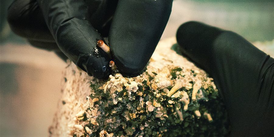 Lasse Das Substrat Einweichen, Um Mehrere Schübe Zu Erzielen Lasse Das Substrat Einweichen, Um Mehrere Schübe Zu Erzielen