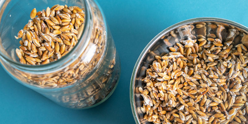 Die Beste Pilzbrut Die beste pilzbrut