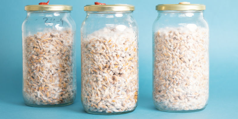 Was Genau Ist Pilzbrut Eigentlich? Was genau ist pilzbrut eigentlich?