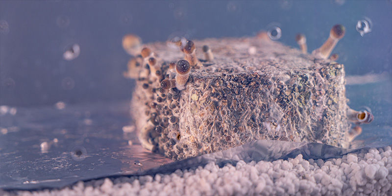 Was ist eine Shotgun Fruiting Chamber?