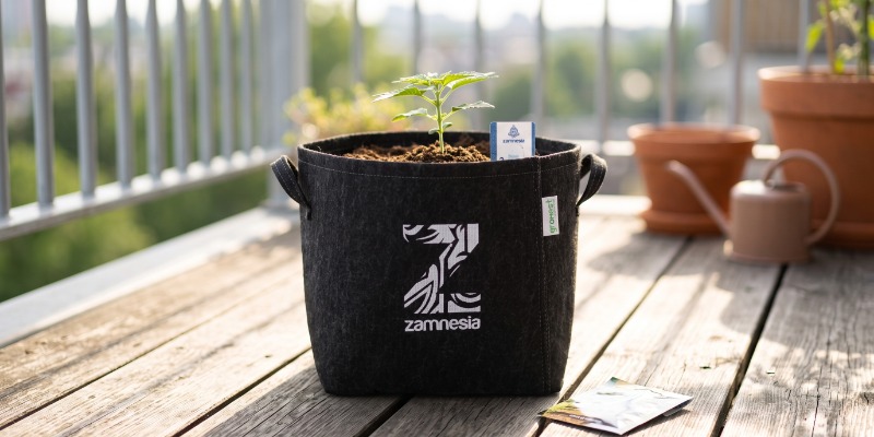 Diesel Automatic (Zamnesia Seeds) Diesel Automatic (Zamnesia Seeds)