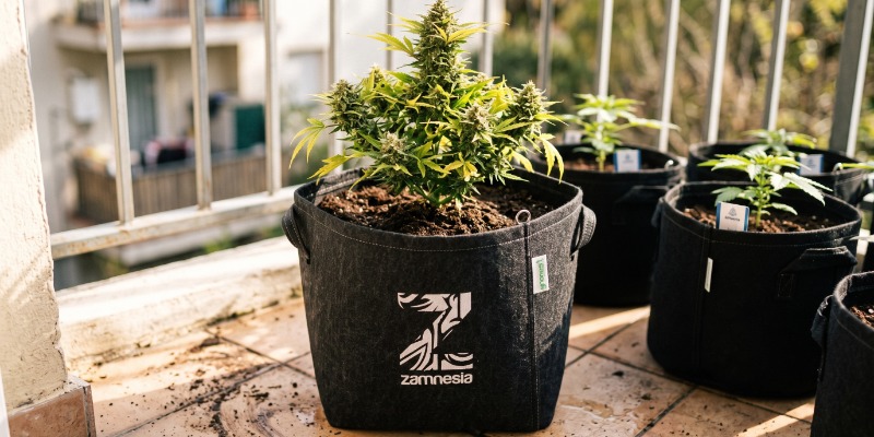 Monster Dwarf Automatic (Zamnesia Seeds) Monster Dwarf Automatic (Zamnesia Seeds)