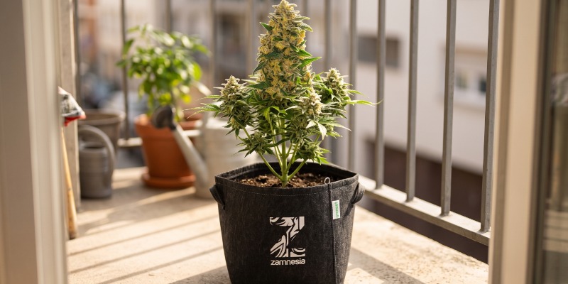 Original Auto AK (FastBuds) Original Auto AK (FastBuds)