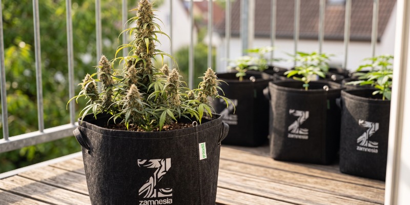 Sticky Beast Automatic (Zamnesia Seeds) Sticky Beast Automatic (Zamnesia Seeds)