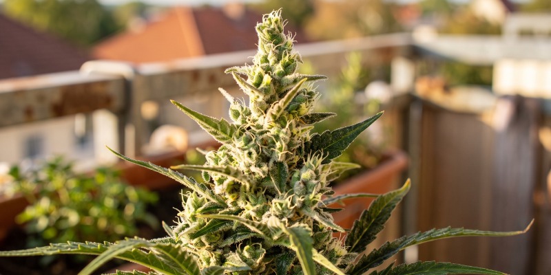 Sweet Skunk Auto (Sweet Seeds) Sweet Skunk Auto (Sweet Seeds)