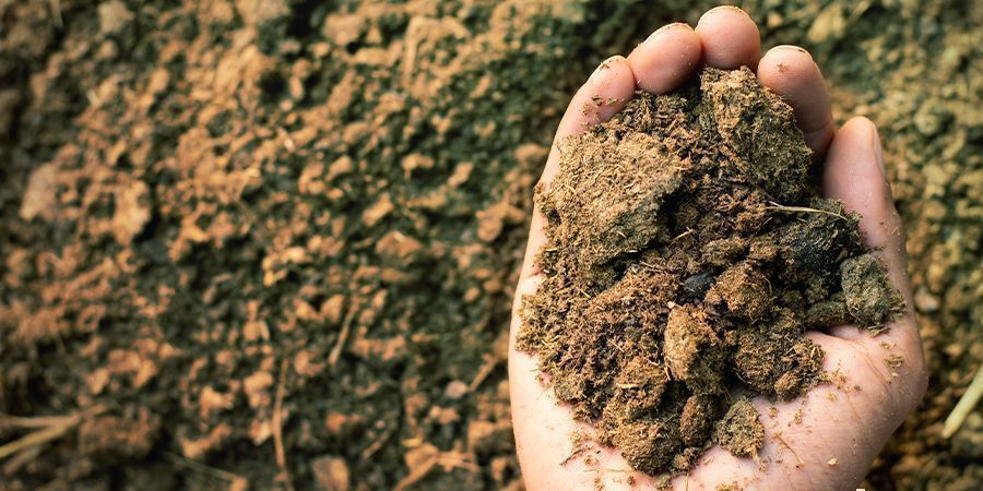 Dung DUNG - Magic-Mushroom-Substrate