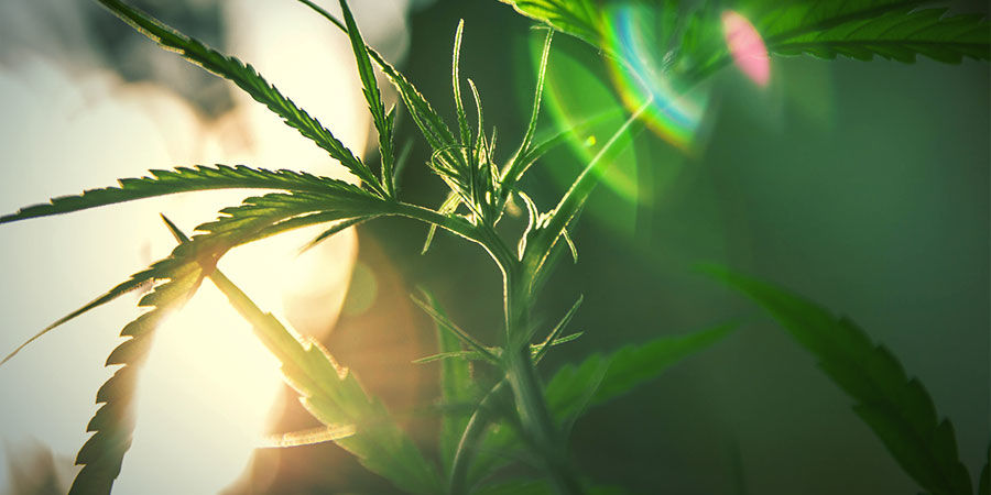 Tangerine Dream Anbauen TANGERINE DREAM ANBAUEN