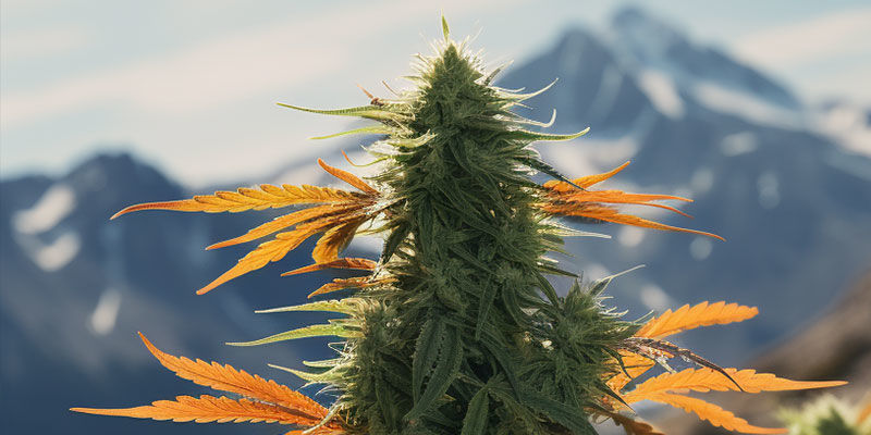 Hindu Kush Hindu Kush