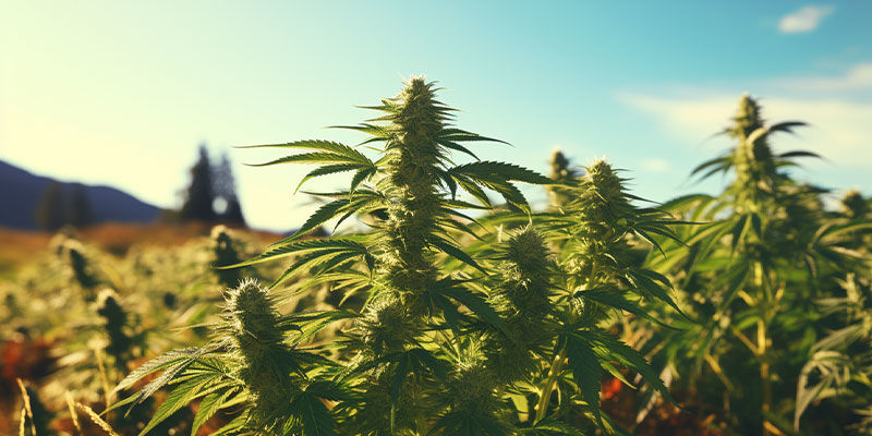 Lass Die Landrassen Von Der Leine Lass die Landrassen von der Leine