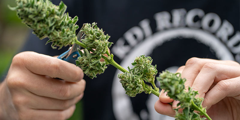 Warum Ist Die Ernte Eine Entscheidende Phase Des Cannabisanbaus? WARUM IST DIE ERNTE EINE ENTSCHEIDENDE PHASE DES CANNABISANBAUS?