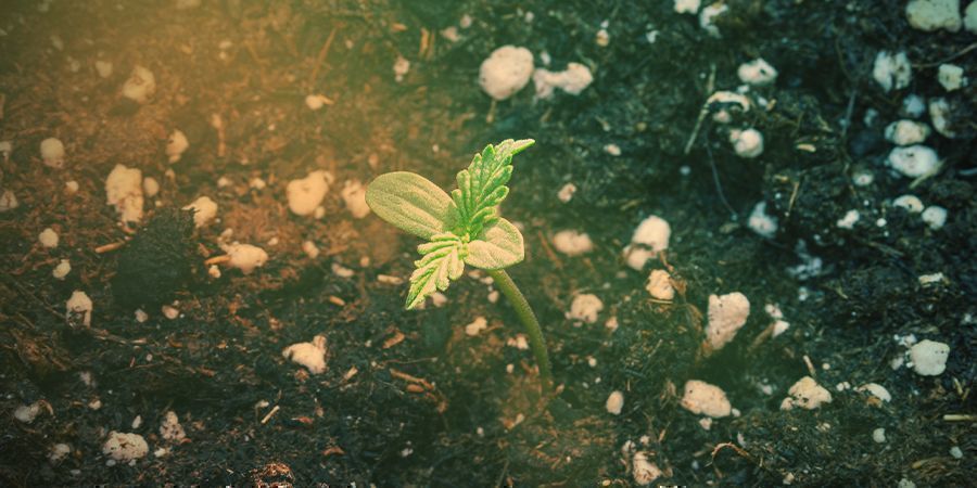 Silver Haze Anbauen Silver Haze Anbauen