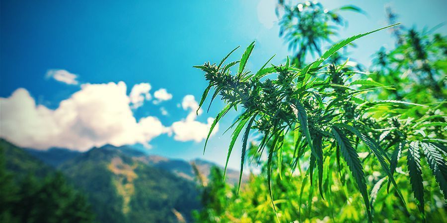 Die Ursprünge Von Hasch