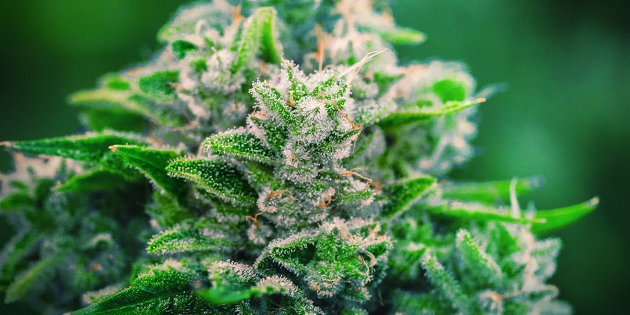 Warum man das Monster Bud Boost Pack verwenden sollte Warum man das Monster Bud Boost Pack verwenden sollte