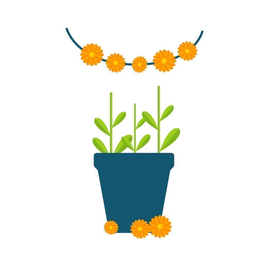 Besorge Dit Blüten Schritt: Besorge Dir Blüten