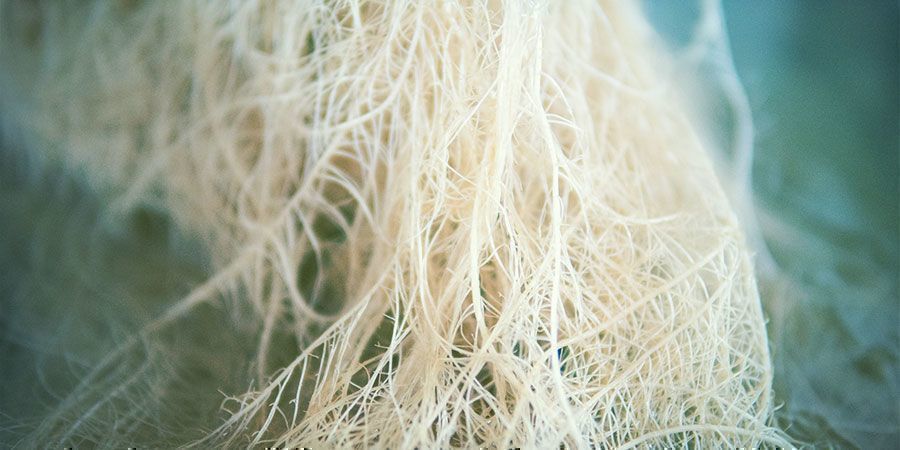 Die Geschichte Der Cannabiswurzeln Die Geschichte der Cannabiswurzeln