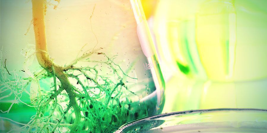 Wie Man Cannabiswurzeln Verwendet Wie man Cannabiswurzeln verwendet