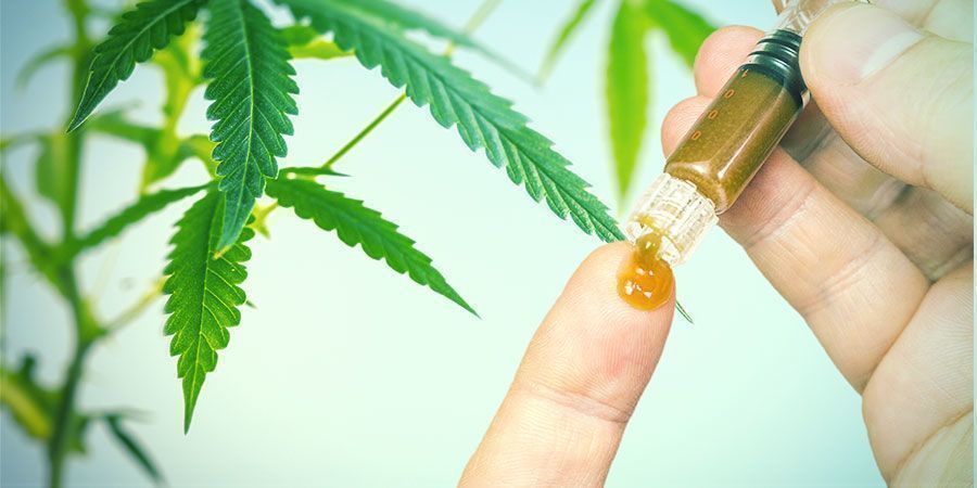 Die Nutzen Von Cannabiswurzeln Die Nutzen von Cannabiswurzeln