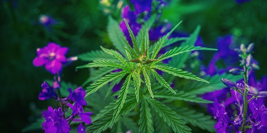 Candy Kush Anbauen CANDY KUSH ANBAUEN