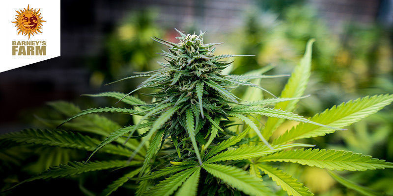 Cheese Auto (Barney'S Farm) CHEESE AUTO (BARNEY'S FARM)