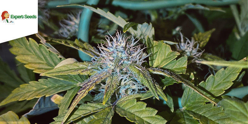 Cheese Auto (Expert Seeds) Cheese Auto (Expert Seeds)