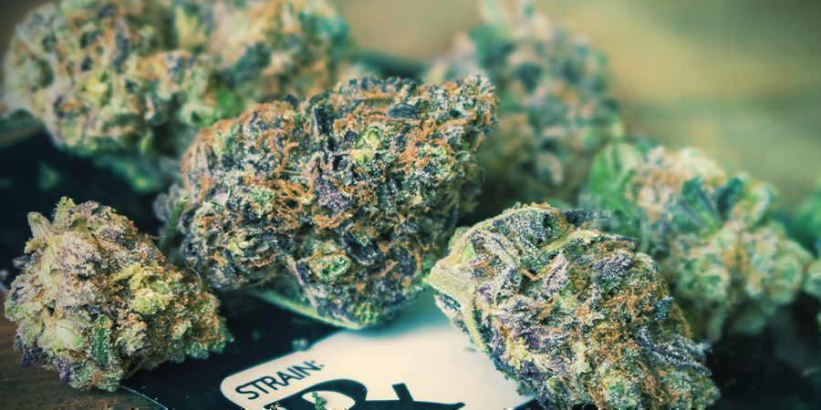 Autoflowering Sorten Produzieren Einen Niedrigeren Ertrag Autoflowering Sorten Produzieren Einen Niedrigeren Ertrag