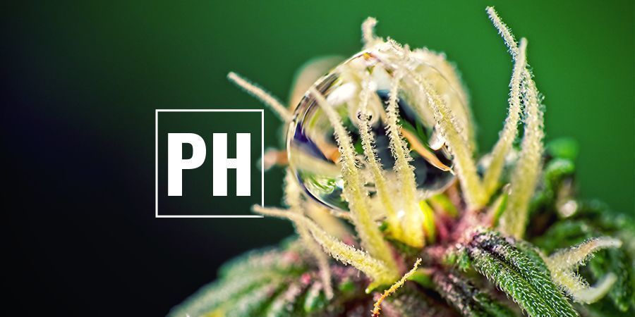 PH-Werte Optimieren Cannabis PH-Werte Optimieren