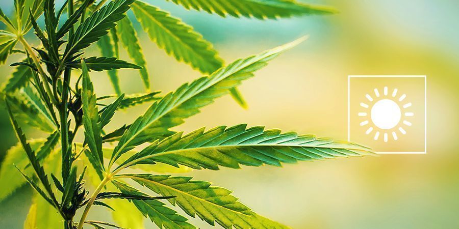 Wähle Die Perfekte Zeit, Um Im Freien Anzubauen Wähle Die Perfekte Zeit, Um Cannabis Im Freien Anzubauen