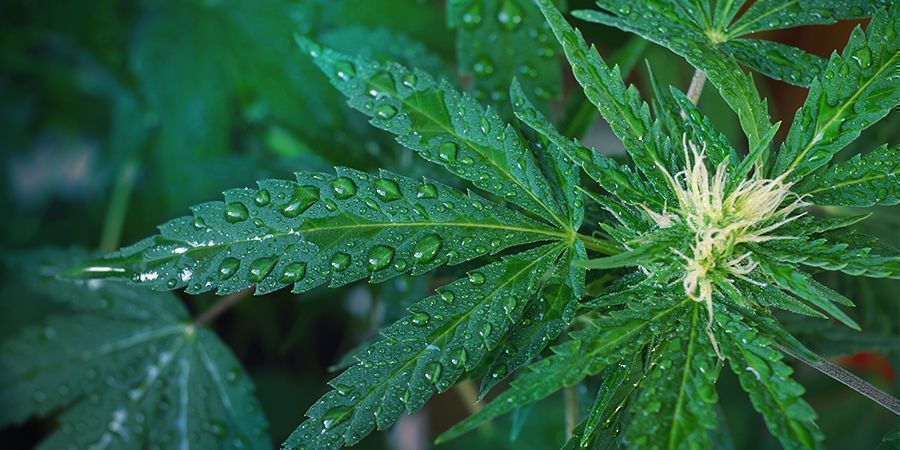 Gieße Deine Pflanzen Richtig Gieße Deine Cannabis Pflanzen Richtig