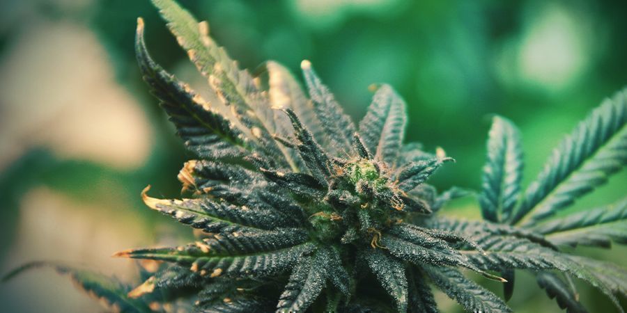 Reagiere Schnell Auf Mängel Reagiere Schnell Auf Cannabis Mängel