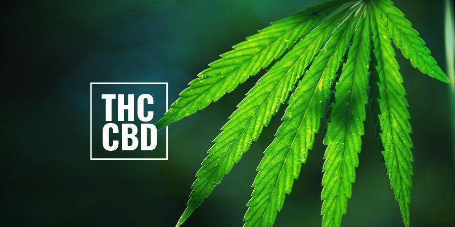 THC-/CBD-reiche Photoperiodische Cannabispflanzen THC-/CBD-reiche Photoperiodische Cannabispflanzen
