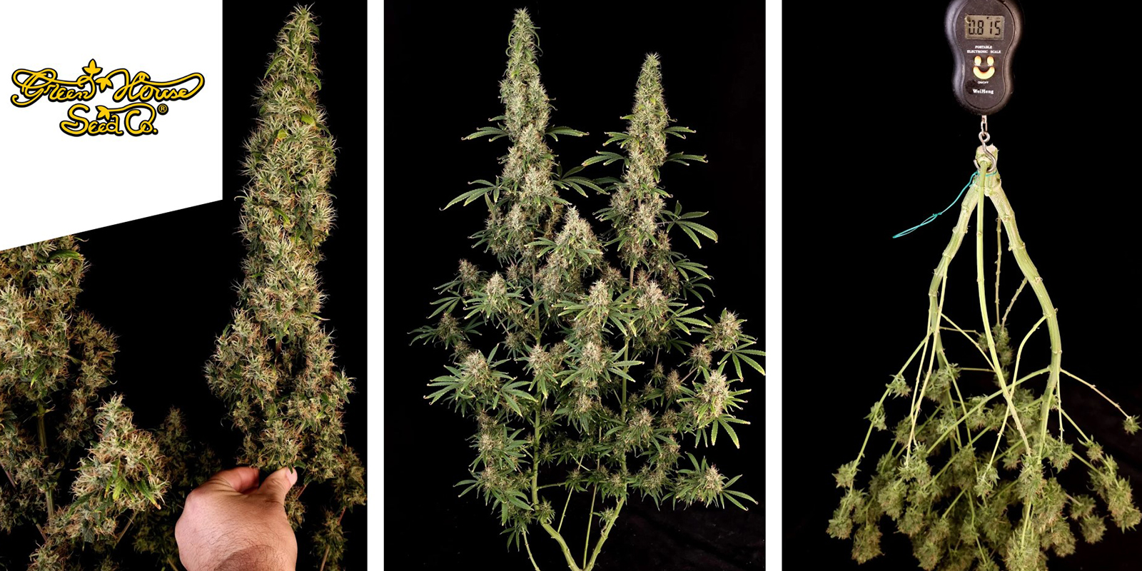 Arjan's Ultra Haze #1: Greenhouse Seeds Arjan's Ultra Haze #1: Greenhouse Seeds