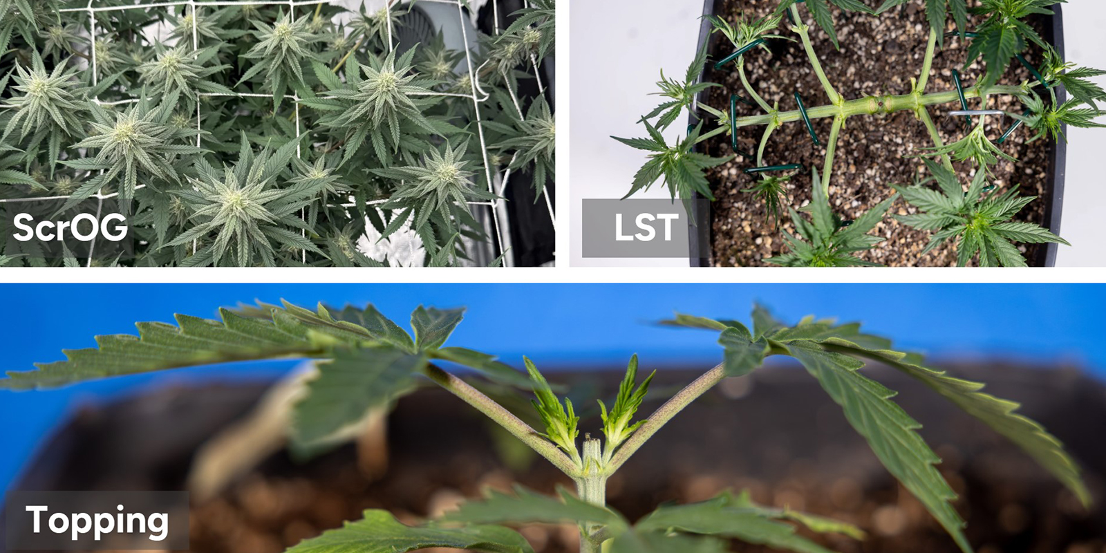 Bew&auml;hrte Techniken f&uuml;r XXL-Ernten